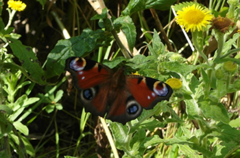 the peacock butterfly (Inachis io) hibernates over the winter and lays its eggs in spring